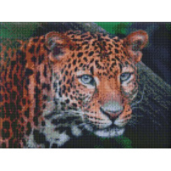 Алмазная мозаика  Животные. Дикий взгляд, 30х40см, холст на подрамнике, Идейка (AMO7203-mt)