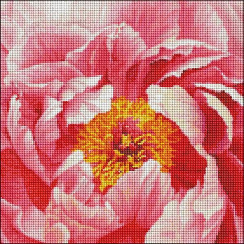 Алмазна мозаїка  Квіти. Барвиста півонія, 40х40см, полотно на підрамнику, Идейка (AMO7273-mt)