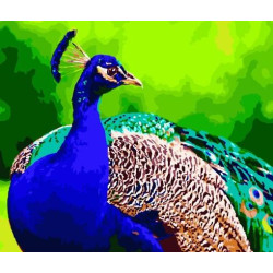 Картина по номерам Птицы. Яркий павлин, , 40х50см, в термопакете, Strateg (GS183-mt)