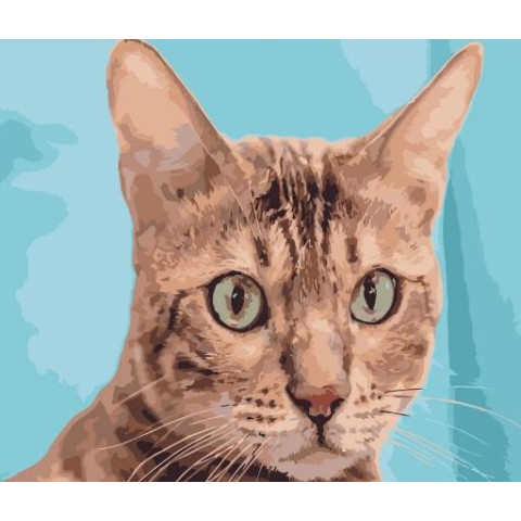 Картина за номерами Тварини. Зеленоокий кіт, , 40х50см, в термопакеті, Strateg (DY097-mt)