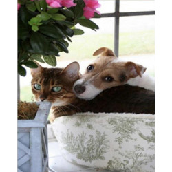 Набір для творчості алмазна картина Домашні улюбленці Strateg розміром 30х40 см кв (HEG86065)