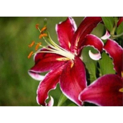 Алмазна мозаїка за номерами 30*40 