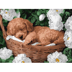 Набір для розпису по номерах "Сплячий пудель" 30х40см