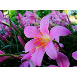 Алмазная мозаика по номерам 30*40 "Цветы" карт уп. (холст на раме)