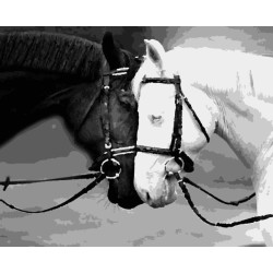 Картина за номерами Тварини. Інь і янь, 40х50см, в термопакеті, Artissimo (PN4290)