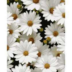 Картина за номерами Квіти. Улюблені ромашки, 40х50см, в термопакеті, Artissimo (PN7050)