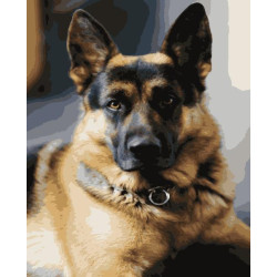 Картина за номерами Тварини. Німецька вівчарка, 40х50см, в термопакеті, Artissimo (PN4053)