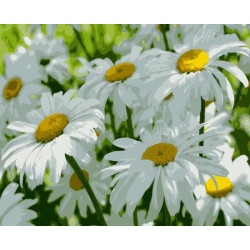 Картина за номерами Квіти. Ромашки, 40х50см, в термопакеті, Artissimo (PN7151)