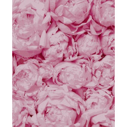 Картина за номерами Квіти. Ніжність, 40х50см, в термопакеті, Artissimo (PN5103)