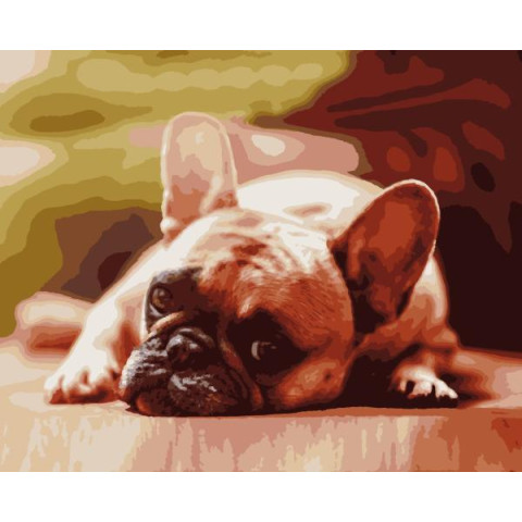 Картина за номерами Тварини. Французський бульдог, , 50х60см, в термопакеті, Artissimo (PNX6034)