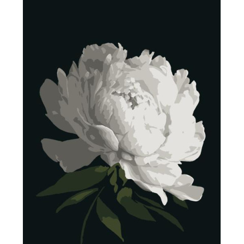 Картина за номерами Квіти. Біла півонія, , 50х60см, в термопакеті, Artissimo (PNX0179)