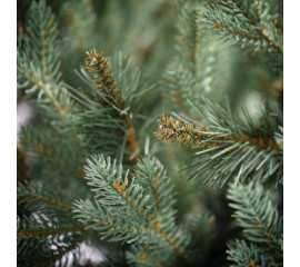 Елка искуственная ТМ Yes! Fun литая СИТХИНСКАЯ голубая h-1,80 м (903535)