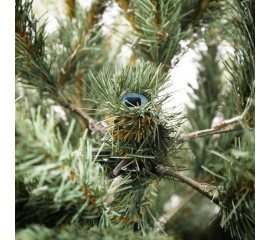 Елка искуственная ТМ Yes! Fun литая СИТХИНСКАЯ голубая h-1,80 м (903535)