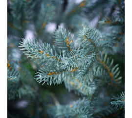 Ялинка Yes! Fun h-2,1 м Скандинавська ЛИТА блакитна (904941) арт: 904941-tp