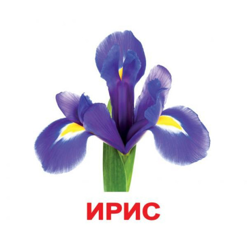 Картки великі російські з фактами 