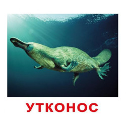 Картки великі російські з фактами "Екзотичні тварини" 20 карток, в пак. 16,5*19,5см, Україна, ТМ Вундеркінд з пелюшок