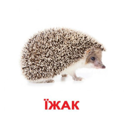 Карточки большие украинские с фактами "Дикие животные" 20шт, методика Глена Домана, в пак. 16,5*19,5см, Украина, ТМ Вундеркинд с пеленок