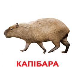 Картки великі українські з фактами "Екзотичні тварини" 20 карт., методика Глена Домана, у пак. 16,5*19,5см, Україна, ТМ Вундеркінд з пелюшок