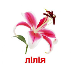 Картки великі українські з фактами "Квіти" 20шт, методика Глена Домана, у пак. 16,5*19,5см, Україна, ТМ Вундеркінд з пелюшок