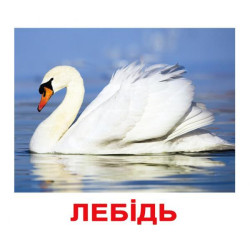 Картки великі українці з фактами "Птахи" 20 карт., методика Глена Домана, у пак. 16,5*19,5см, Україна, ТМ Вундеркінд з пелюшок