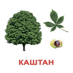 Карточки большие русские с фактами, ламинированные, "Деревья" 20шт, в пак. 16,5*19,5см, Украина, ТМ Вундеркинд с пеленок