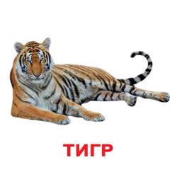 Картки великі російські з фактами, ламіновані "Дикі тварини" 20шт, в пак. 16,5*19,5см, Україна, ТМ Вундеркінд з пелюшок