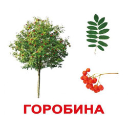 Картки великі українські з фактами, ламіновані "Дерева" 20 карт., у пак. 16,5*19,5см