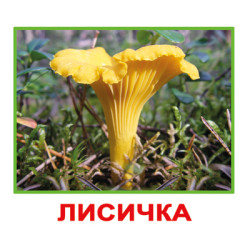 Карточки мини русские с фактами 