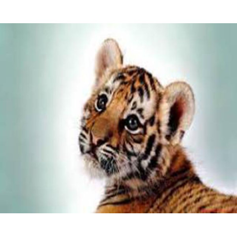 Алмазна мозаїка  Тварини. Тигреня, 30х40см, полотно на підрамнику, Dreamtoys (Y0012)