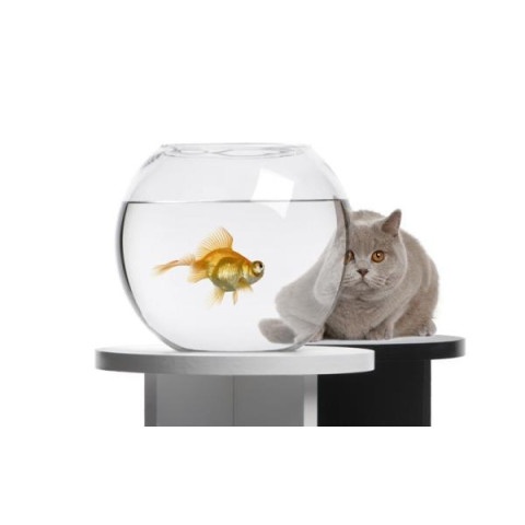 Алмазна мозаїка  Тварини. Золота рибка під наглядом, 30х40см, полотно на підрамнику, Dreamtoys (Y0032)