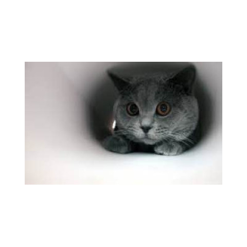 Алмазна мозаїка  Тварини. Милий сіренький котик, 30х40см, полотно на підрамнику, Dreamtoys (Y0033)