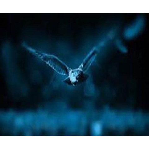 Алмазна мозаїка  Птахи. Нічний птах, 30х40см, полотно на підрамнику, Dreamtoys (Y0038)