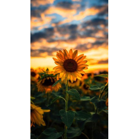 Алмазна мозаїка  Квіти. Соняшник на заході сонця, 30х40см, полотно на підрамнику, Dreamtoys (Y0046)