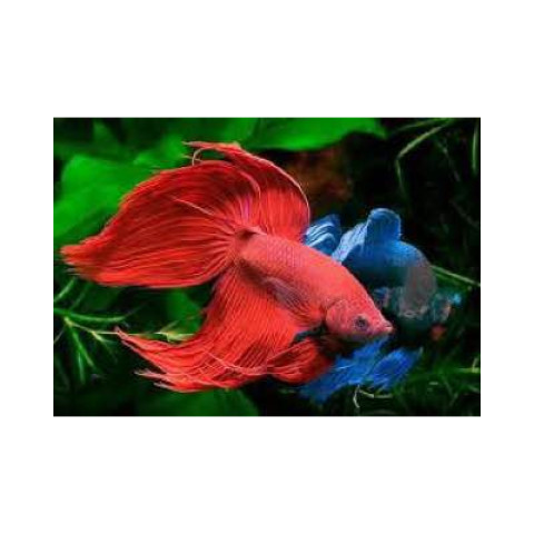 Алмазна мозаїка  Риби. Рибка-півник, 30х40см, полотно на підрамнику, Dreamtoys (Y0047)