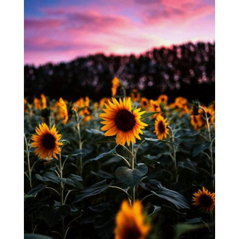 Алмазна мозаїка  Квіти. Соняшники в багряному заході сонця, 30х40см, полотно на підрамнику, Dreamtoys (Y0050)