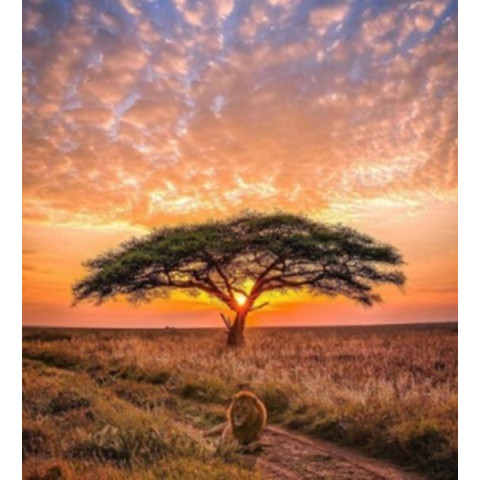 Алмазна мозаїка  Тварини. Цар африканської савани, 30х40см, полотно на підрамнику, Dreamtoys (Y0102)