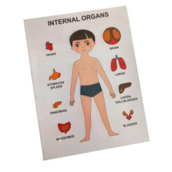 Пазли навчальні Internal Organs, 22*17*2см, ТМ Стратег, Україна