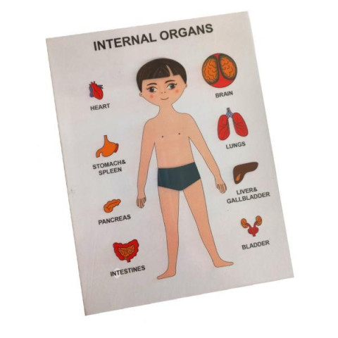 Пазли навчальні Internal Organs, 22*17*2см, ТМ Стратег, Україна