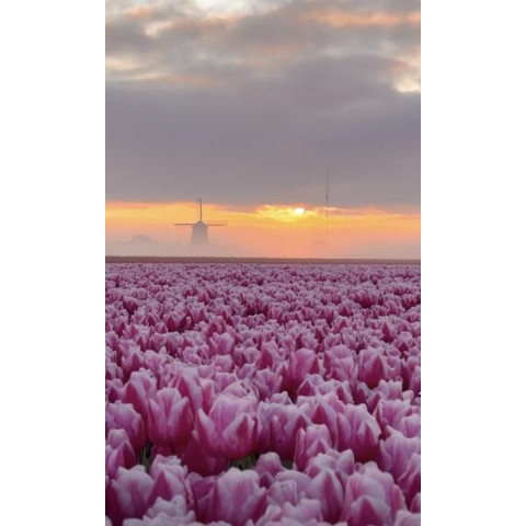 Алмазна мозаїка 