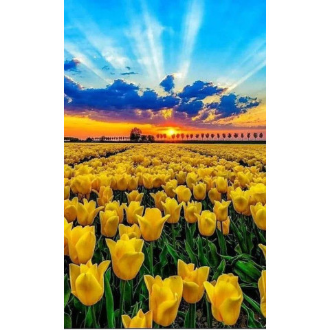 Алмазна мозаїка 