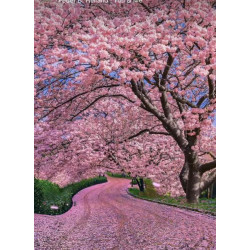 Алмазна мозаїка "Сакура по дорозі" 40*50см, на ТМ Dreamtoys, арт: S40089