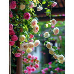 Алмазная мозаика "Вьющаяся роза", 30*40см, на рамке, в кор. 31*41*2,5см, ТМ Dreamtoys