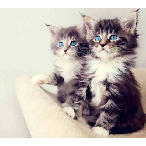 Алмазная мозаика 