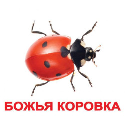 Картки великі російські з фактами, ламіновані "Комахи" 20шт, пак. 16,5*19,5см, ТМ Вундеркінд з пелюшок