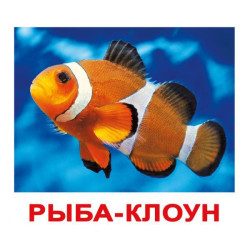 Картки великі російські з фактами, ламіновані "Мешканці води" 20шт, в пак. 16,5*19,5см, Україна, ТМ Вундеркінд з пелюшок
