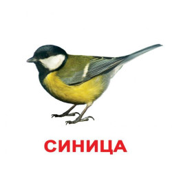 Карточки большие русские с фактами, ламинированные "Птицы" 20шт, в пак. 16,5*19,5см, ТМ Вундеркинд с пеленок