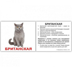 Картки міні російські з фактами "Породи котів" 20 карт., у пак. 8*10см, ТМ Вундеркінд з пелюшок