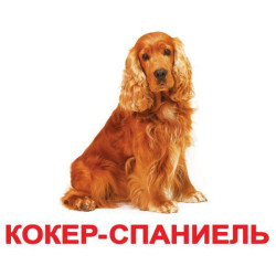 Картки міні російські з фактами 